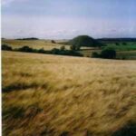 WindOnWheat